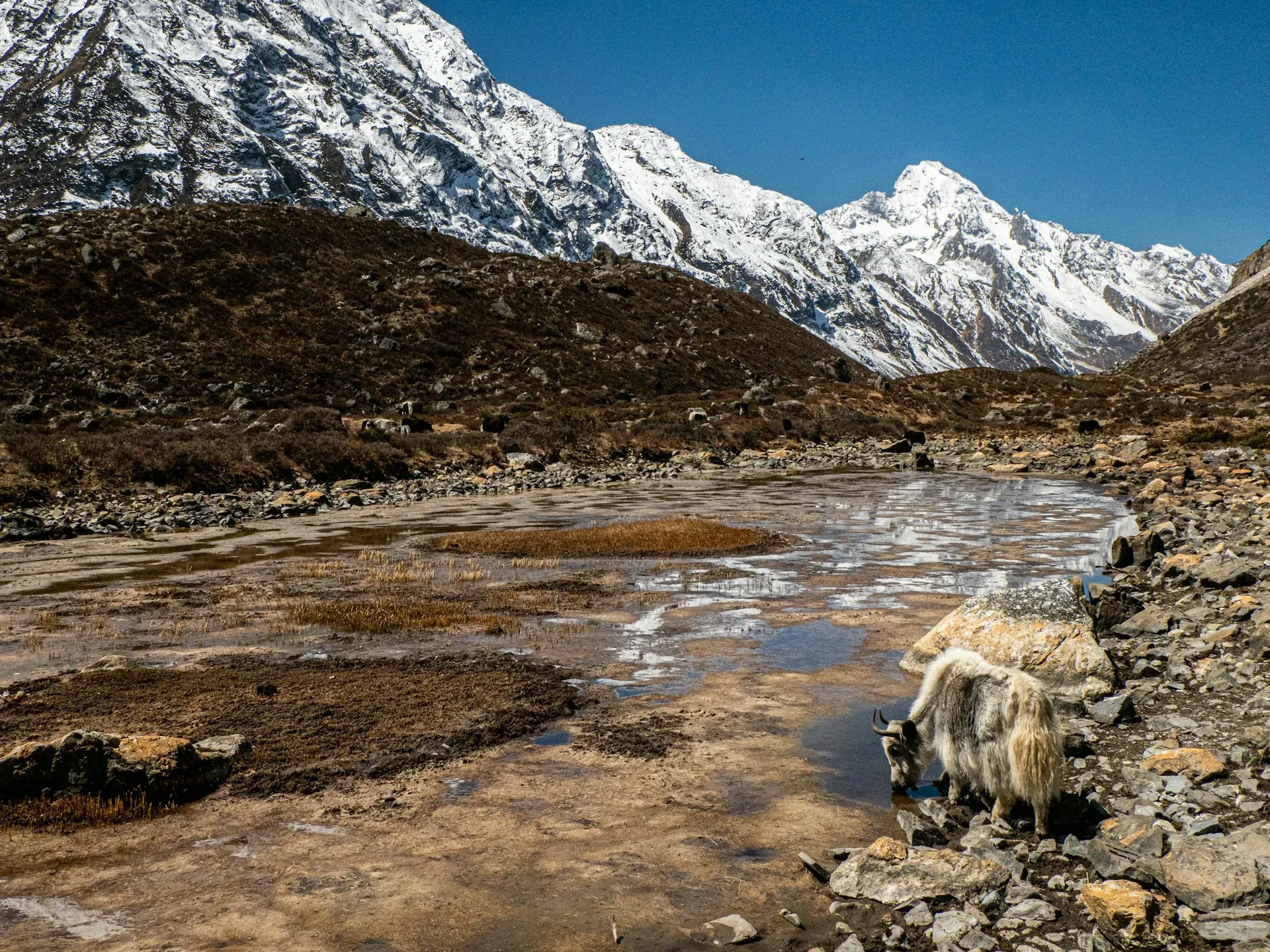 Yaks grazing in the high Langtang valley